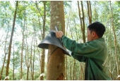 Giải pháp sử dụng mái che mưa cho cây cao su 
